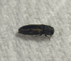 Acmaeodera ligulata