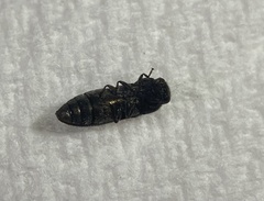 Acmaeodera ligulata