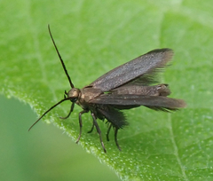 Schreckensteinioidea