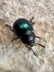 Leptinotarsa haldemani