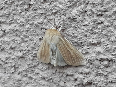 Mythimna congrua