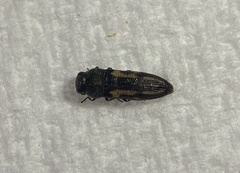 Acmaeodera ligulata