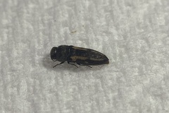 Acmaeodera ligulata