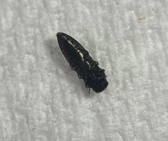 Acmaeodera ligulata