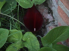 Typhonium trilobatum