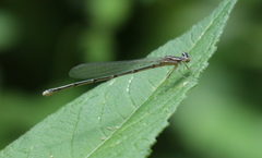 Enallagma exsulans