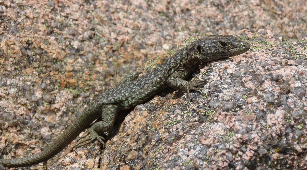 Bedriaga's Rock Lizard