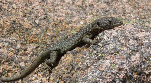 Bedriaga's Rock Lizard