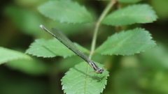 Enallagma exsulans