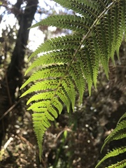 Cyathea multiflora