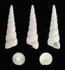 Boring Turretsnail - Photo (c) H. Zell, some rights reserved (CC BY-SA)