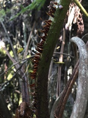 Cyathea multiflora