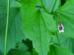 Clepsis melaleucanus