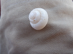 Umboniinae