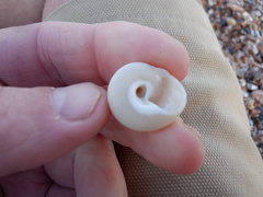Umboniinae