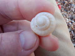 Umboniinae