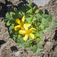 Oxalis suksdorfii