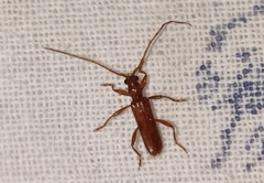 Axinopalpis gracilis