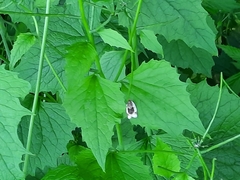 Clepsis melaleucanus