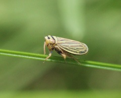 Amblysellus curtisii