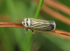 Amblysellus curtisii