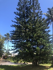 Araucaria columnaris