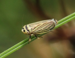 Amblysellus curtisii
