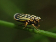 Amblysellus curtisii