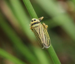 Amblysellus curtisii