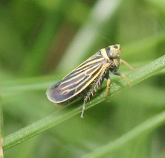 Amblysellus curtisii