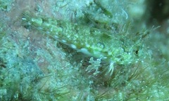 Synchiropus rosulentus