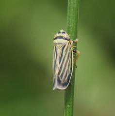 Amblysellus curtisii