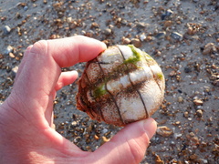 Maja brachydactyla
