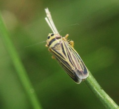 Amblysellus curtisii