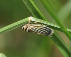 Amblysellus curtisii