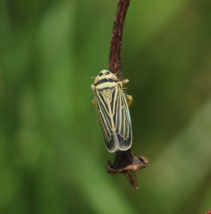 Amblysellus curtisii