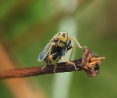 Amblysellus curtisii