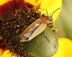 Epicauta callosa