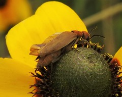 Epicauta callosa