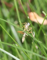 Sphelodon phoxopteridis
