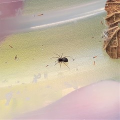 Araneae