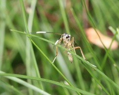 Sphelodon phoxopteridis