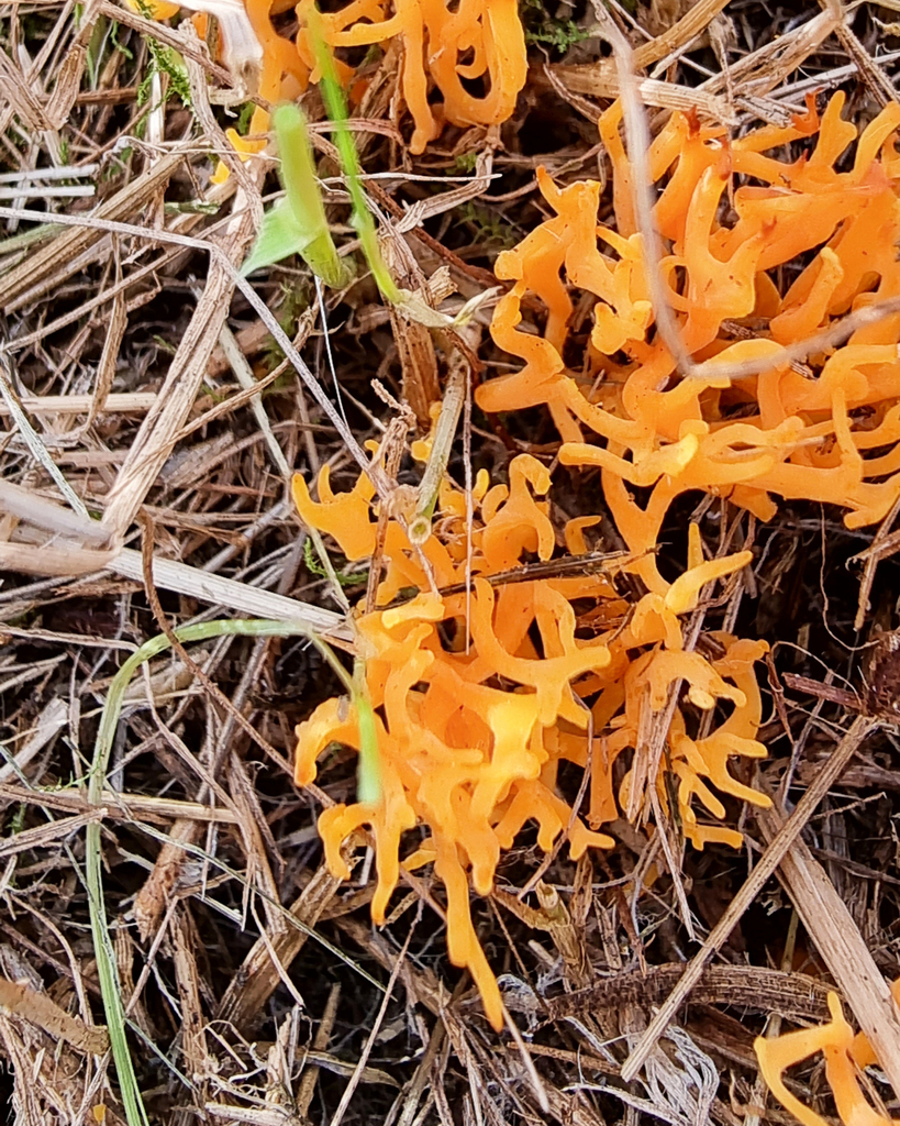 orange coral from Gordon VIC 3345, Australia on June 01, 2021 at 02:05