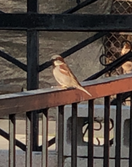 Passer domesticus