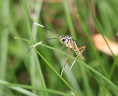 Sphelodon phoxopteridis