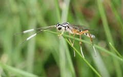 Sphelodon phoxopteridis