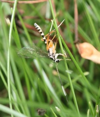 Sphelodon phoxopteridis