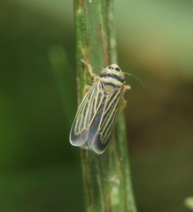 Amblysellus curtisii