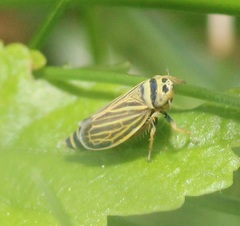 Amblysellus curtisii