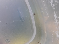 Araneae